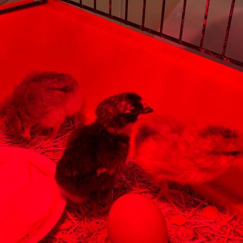 Ein kleines Wunder im Klassenzimmer – Die Küken sind geschlüpft!